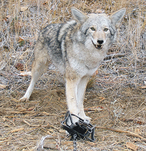 Coyote in trap